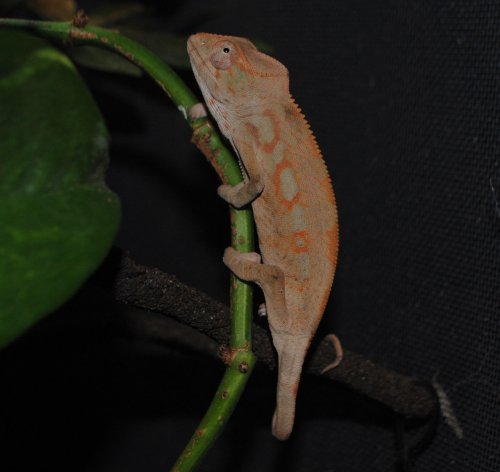 DSC_1113.jpg