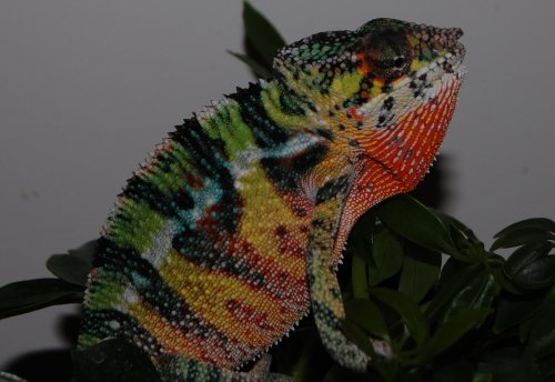 butterbean 03 002.jpg