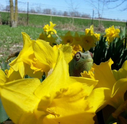 Olive in spring.jpg