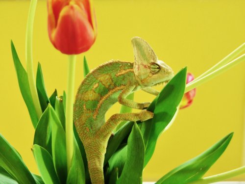 picasso on tulips 001.jpg