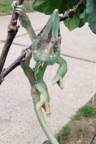 image.jpg