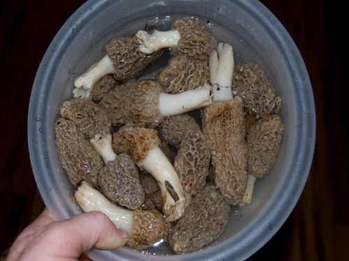 morels.jpg