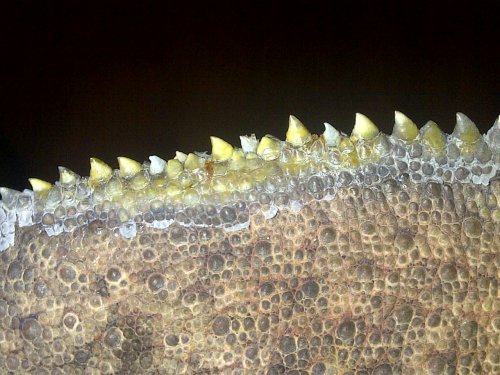 New Forest-20130505-01086.jpg