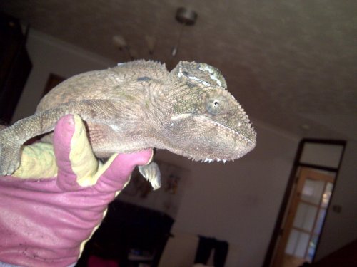 New Forest-20130502-01071.jpg