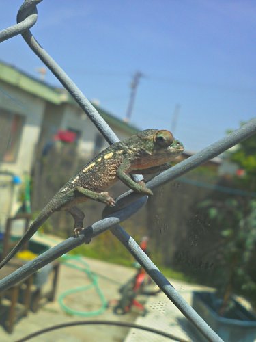 purpureus on fence almost 2 months.jpg