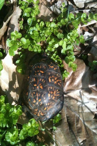 box-turtle.jpg