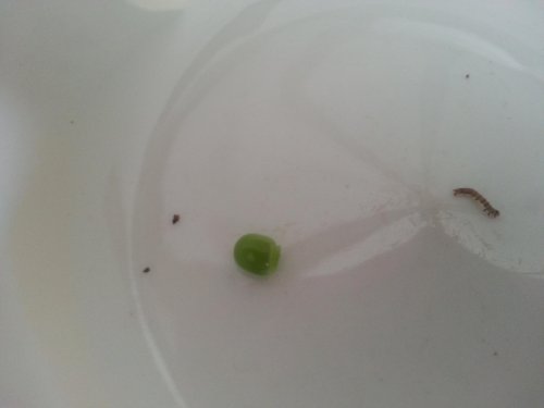 oruguita de gandul 2.jpg