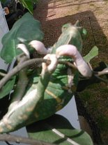 Amazing GracecropResized.jpg