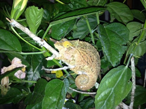 Werneri female 05-12-13.jpg