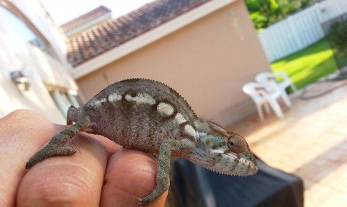 Last Female 5-14.jpg