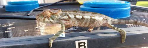 Last female 5-14-3.jpg