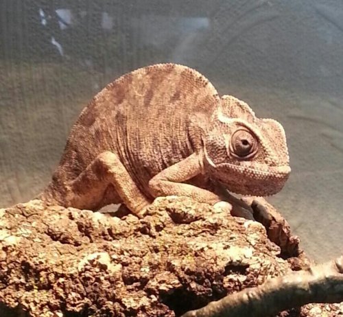 Chameleon for ID.jpg