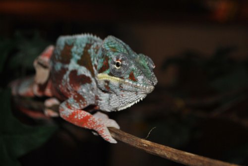 DSC_1185.jpg