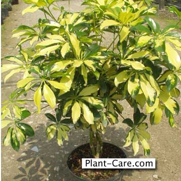 schefflera-capella-braid.jpg