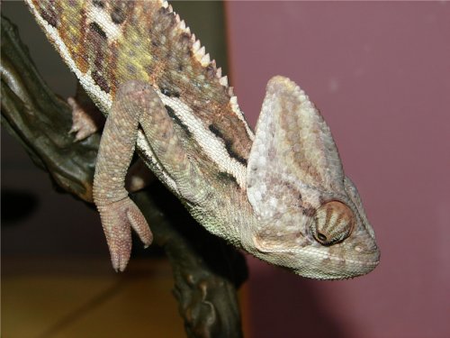 ZoraMale1.2.jpg
