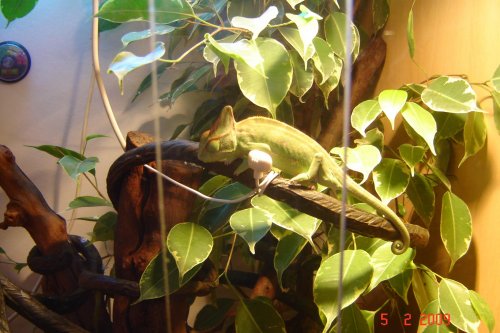 DSC00515.jpg