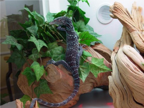 BlueTreeMonitor1.jpg