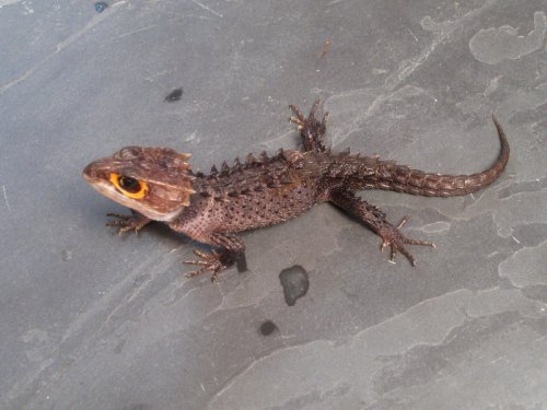 red-eyed crocodile skink.JPG
