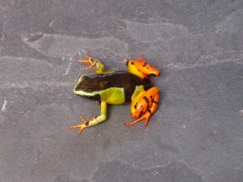 Malagasy Painted Mantella.JPG