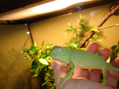 chameleons 003.jpg