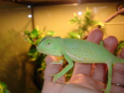 chameleons 006.jpg
