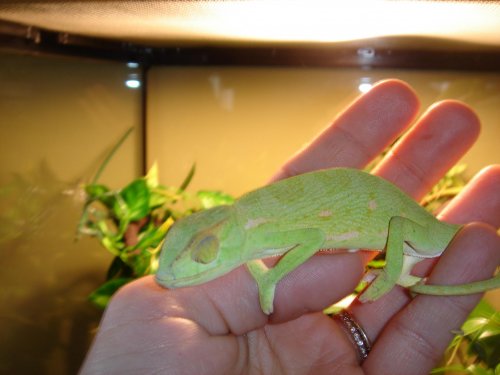 chameleons 008.jpg