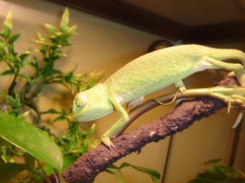 chameleons 013.jpg