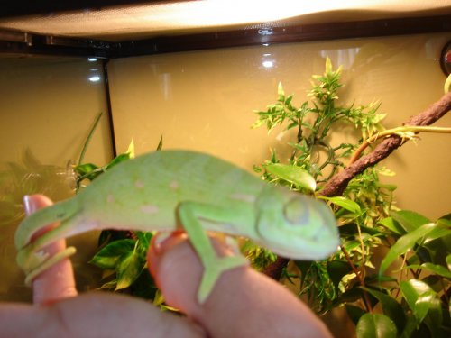chameleons 010.jpg chameleons 010.jpg