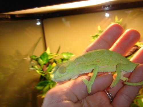 chameleons 007.jpg chameleons 007.jpg