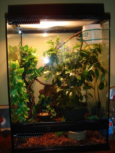 chameleons 015.jpg