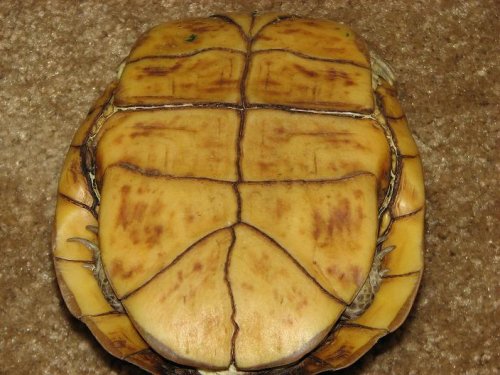 tortoise2copy.JPG