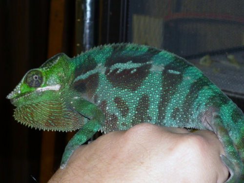 Chameleon 09 010.JPG