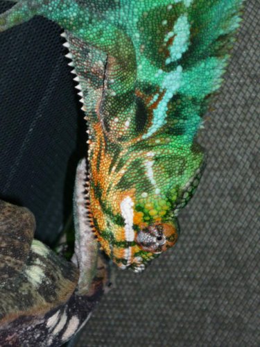 Chameleons II 09 012.JPG