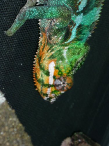 Chameleons II 09 009.JPG