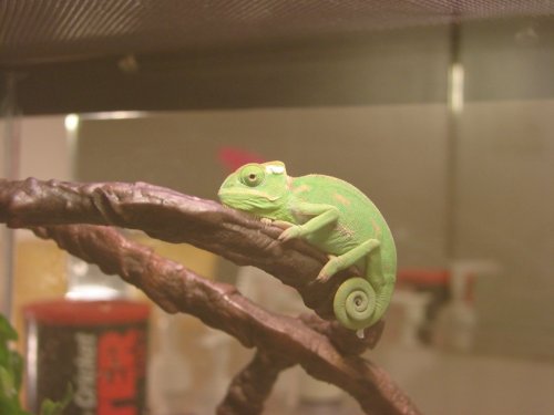 firstshed.JPG
