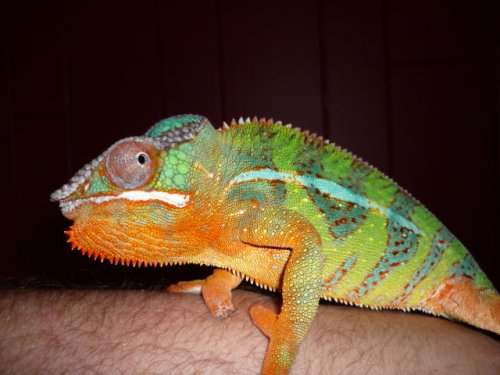 Chameleons III 003.JPG