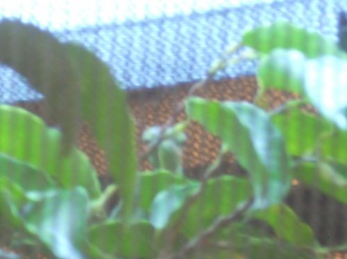 DSCN0461.jpg