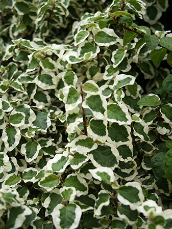 Ficus-pumila-'Variegata'.jpg