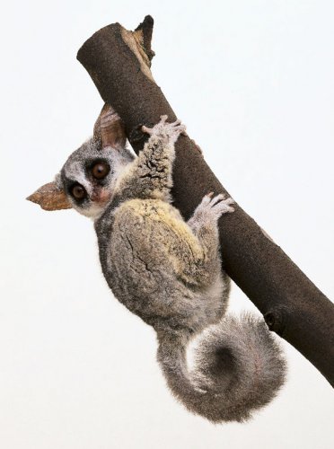 BushBaby2.jpg