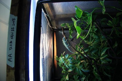 king of the cage a.JPG