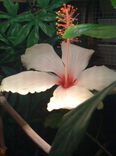 new iPhone pics 001.jpg