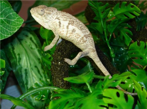 AmbanjaFemale1.jpg