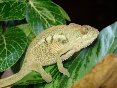 BlueFemale1.jpg