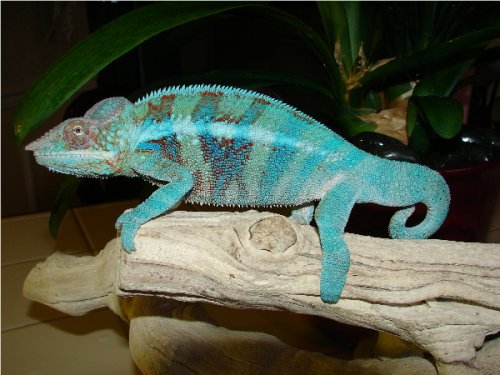 AmbanjaMale #3.1.jpg