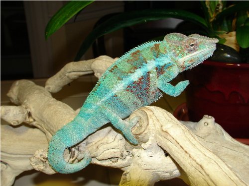 AmbanjaMale #3.2.jpg