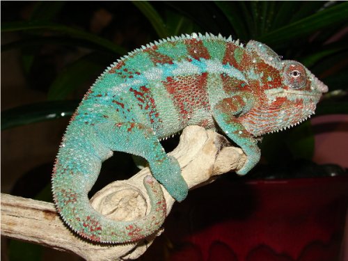 AmbanjaMale #4.1.jpg