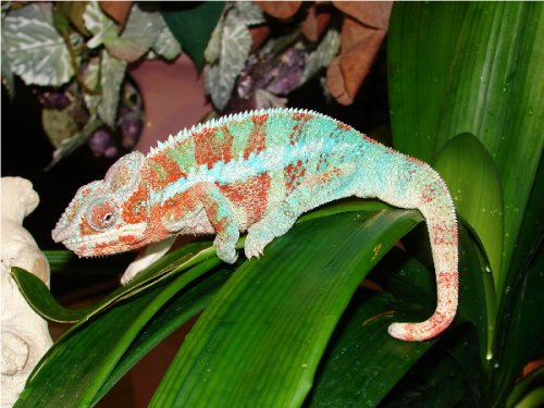 AmbanjaMale #4.2.jpg