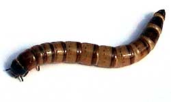 giantmealworm.jpg