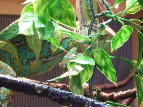 Morken feeling st patty's day.jpg