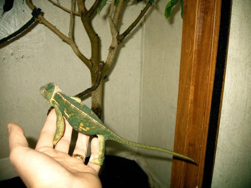sasha in hand.JPG